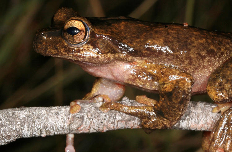 Close up side view of a large Brown Tree Frog gripping a stick. Frog is mottled different shades of brown with golden eyes.