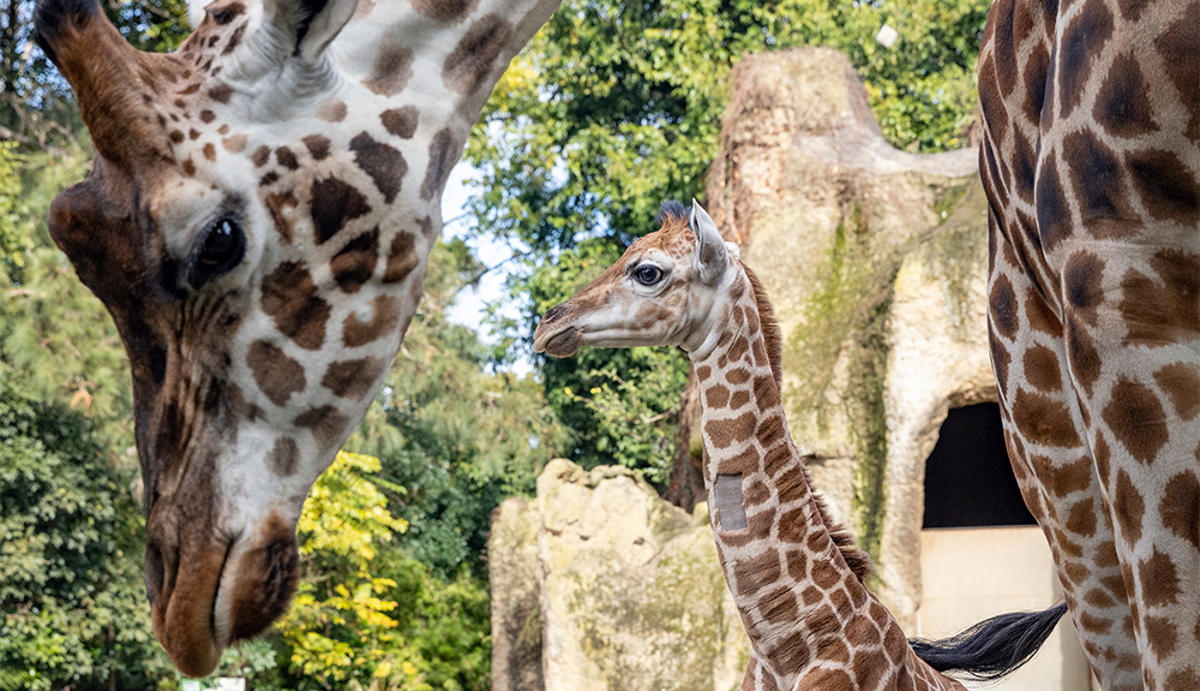 Tambi, the Giraffe calf, standing next to another, adult Giraffe with their neck curved down, both facing left.