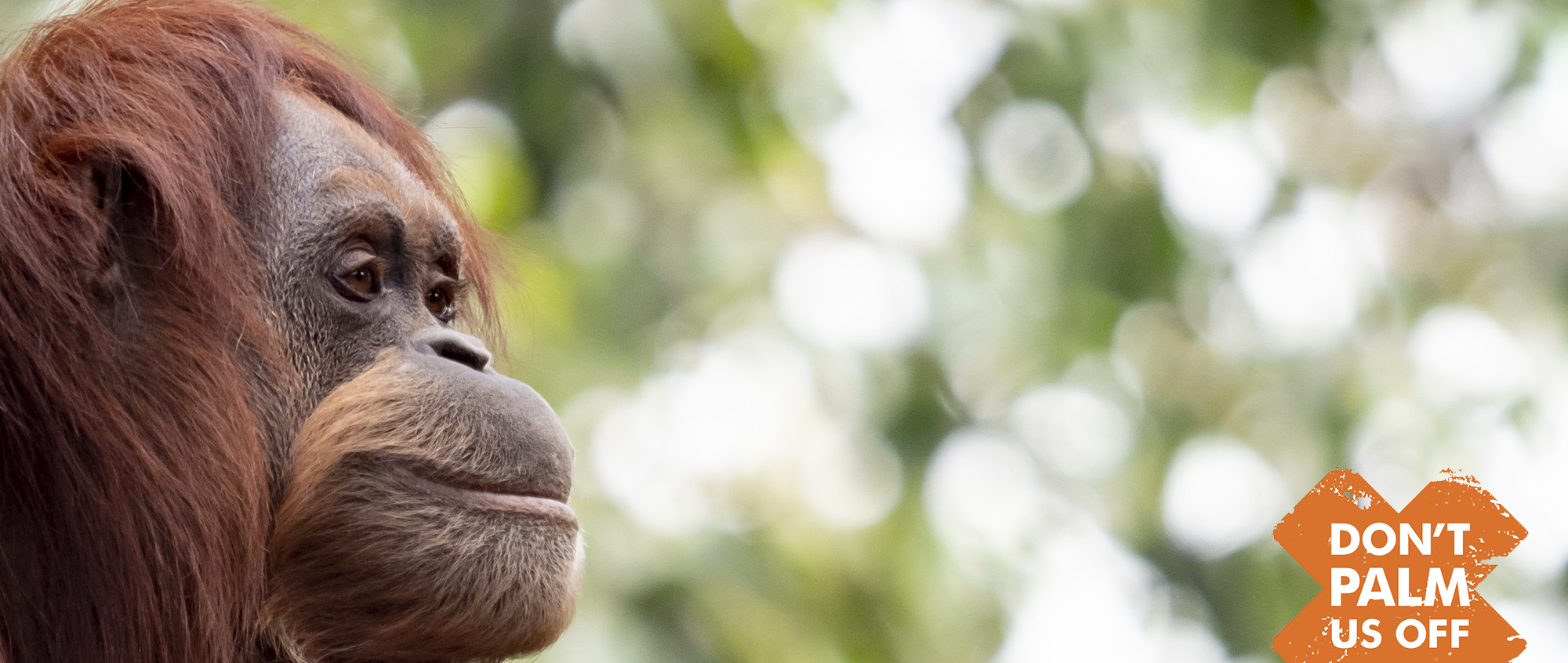"Don't Palm Us Off" - Side profile of a Sumatran Orangutan looking to the right, with the logo on the bottom right of the frame.