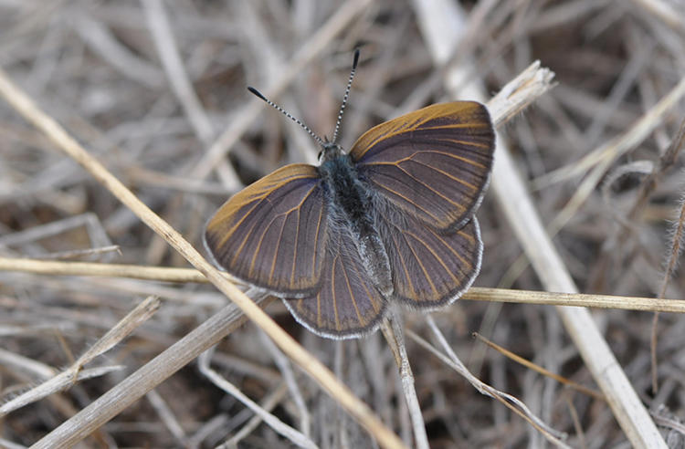 Golden Rayed Blue Butterfly resting with wings spread on dry grass. It is brown with faint iridescent blue suffusion and golden veins.