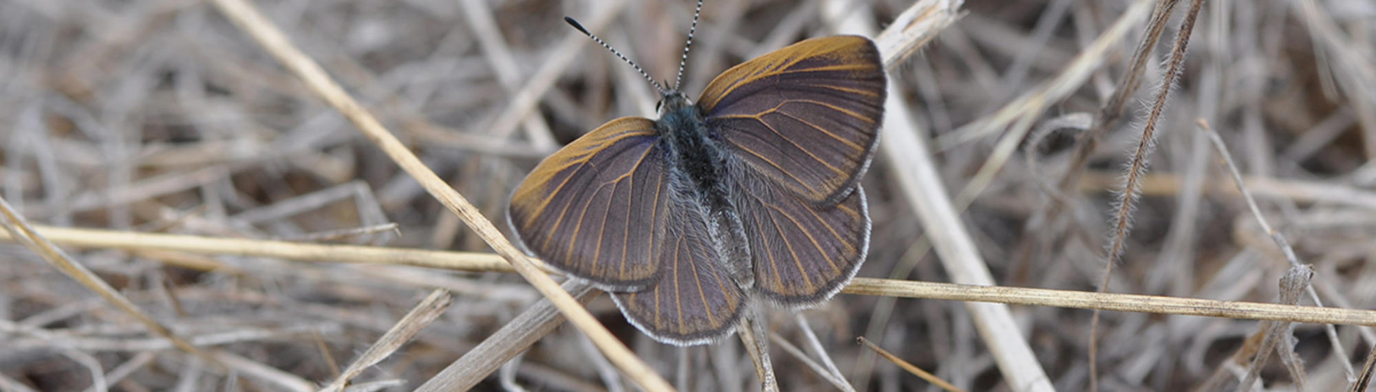 Golden Rayed Blue Butterfly resting with wings spread on dry grass. It is brown with faint iridescent blue suffusion and golden veins.