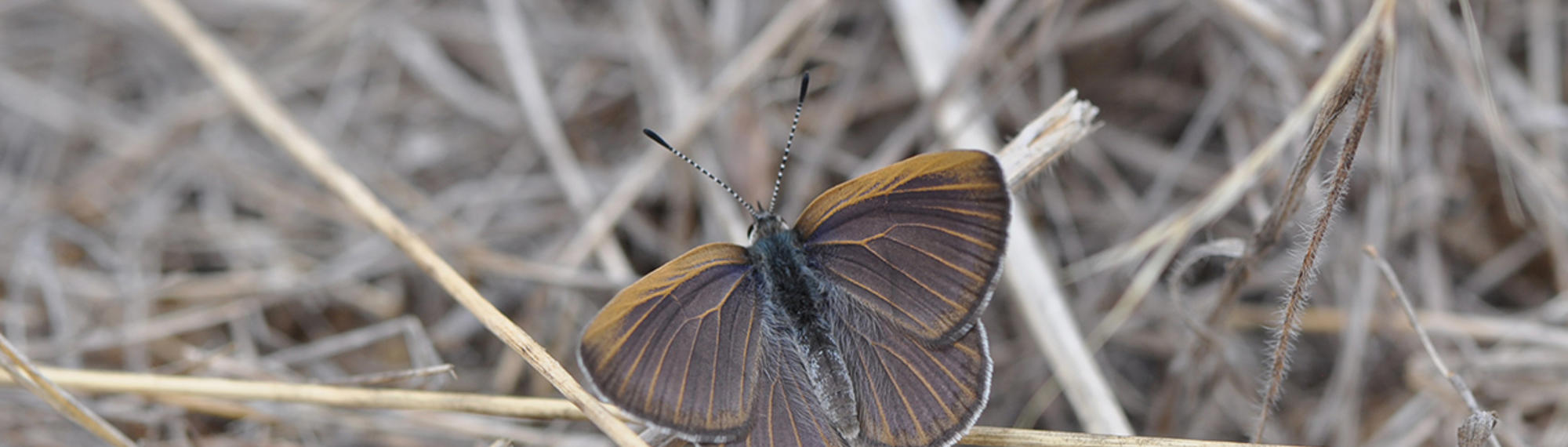 Golden-rayed Blue Butterfly resting with wings spread on dry grass, brown with faint iridescent blue suffusion and golden veins.