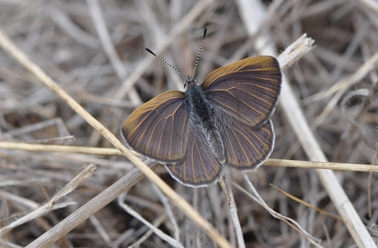 Golden-rayed Blue Butterfly resting with wings spread on dry grass, brown with faint iridescent blue suffusion and golden veins.