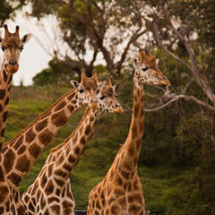 Four Giraffes, three looking to our right and one looking to the camera, against a savannah hill.