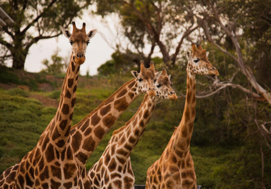Four Giraffes, three looking to our right and one looking to the camera, against a savannah hill.