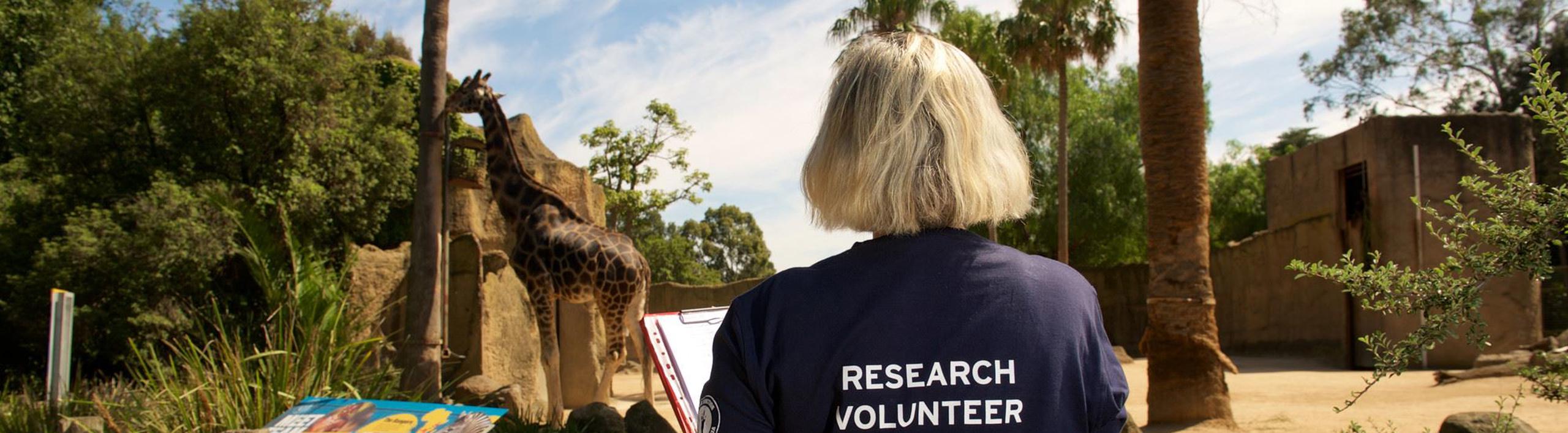 Woman wearing T-shirt saying "Research Volunteer," facing away from the camera as she looks to a Giraffe while holding a clipboard.