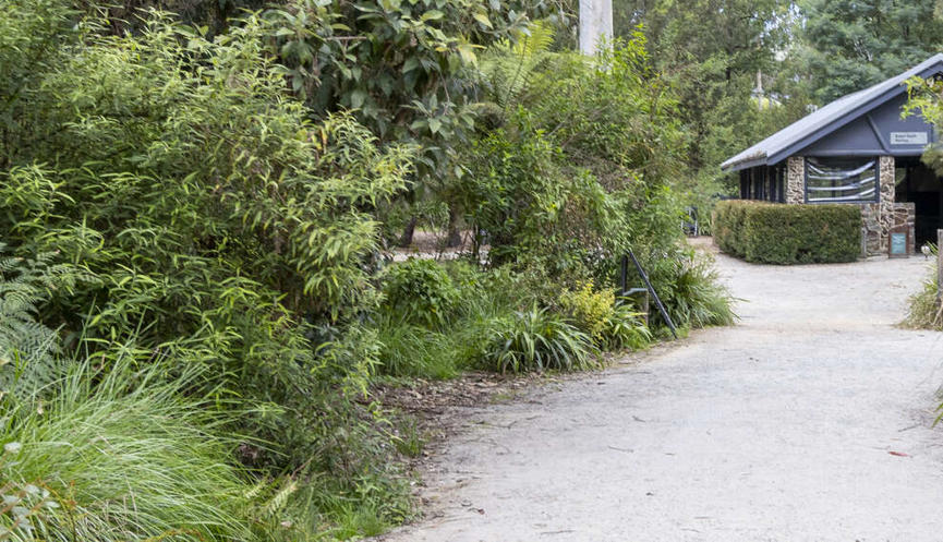 Walking track surrounded by green native bushes with a undercover pavilion in the background