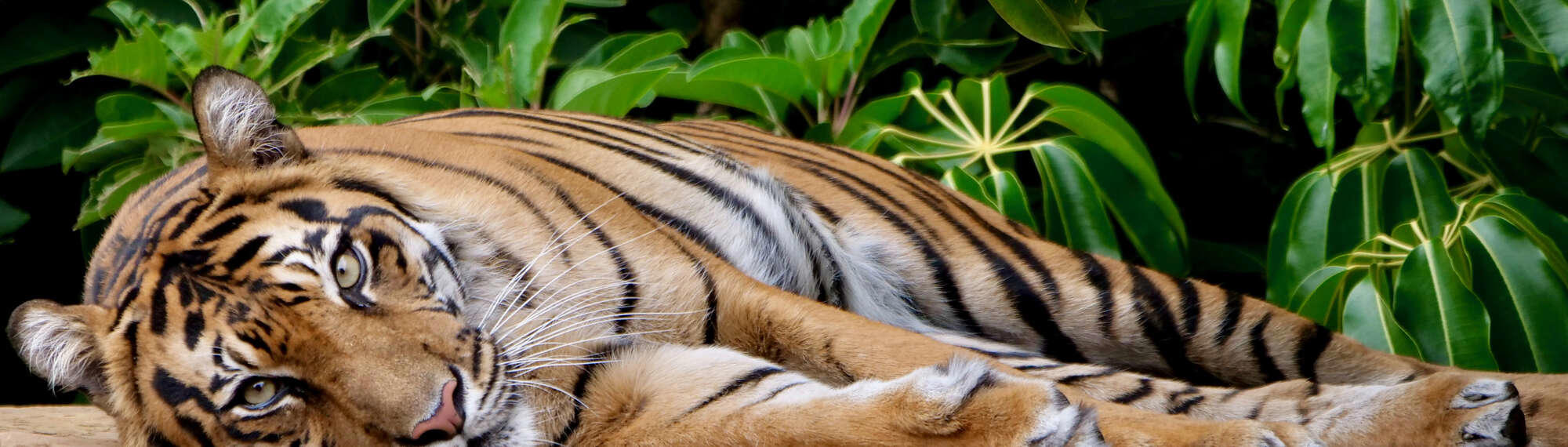 Sumatran Tiger Indrah, prone on the ground and looking to the camera.