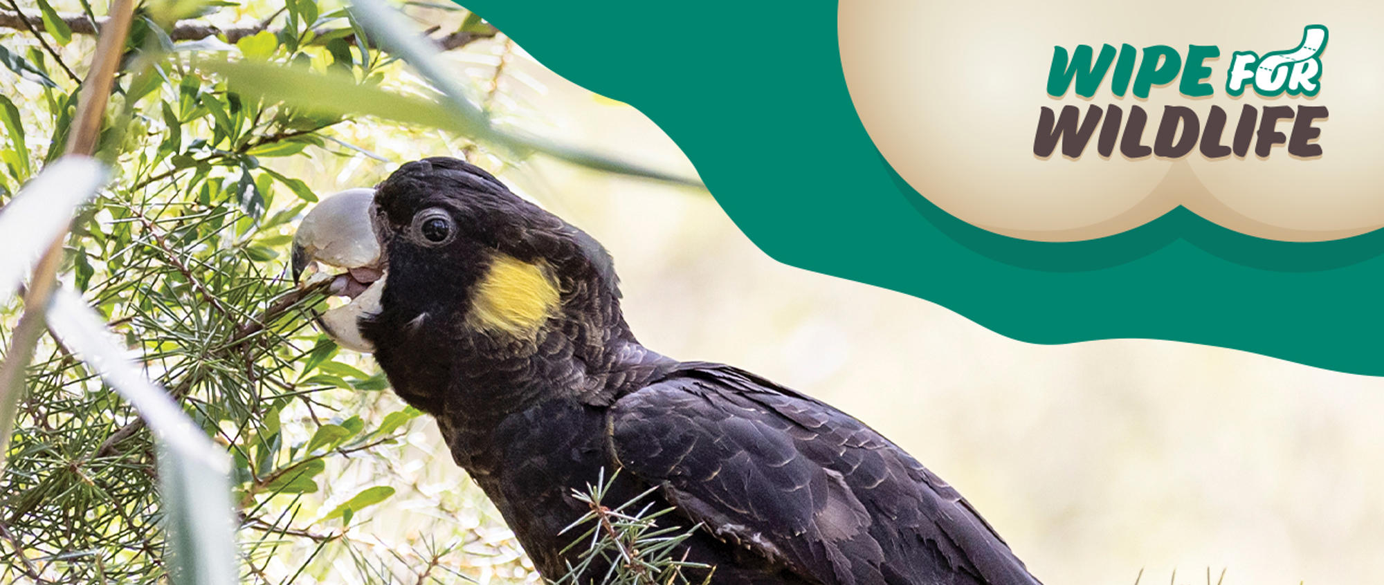 "Wipe For Wildlife" - Yellow-tailed Black Cockatoo eating off a tree branch, to the left of this logo.