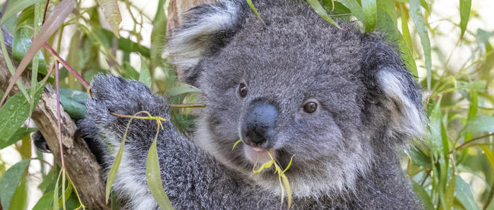 A koala close up with gum leaf hanging out of mouth