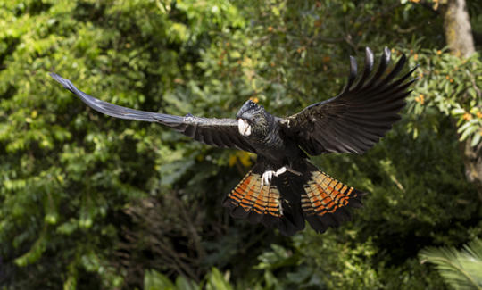 Male Red-tailed Black Cockatoo, Banksi, participating in free flight training.