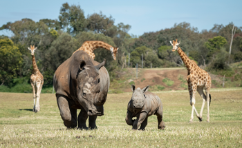 Two Southern White Rhinoceroses, adult and baby, trotting through the Savannah, with three Giraffes behind them.