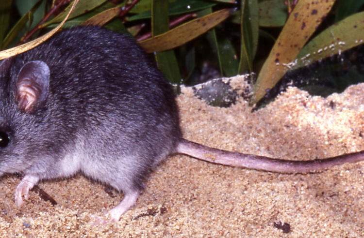 Smoky Mouse in a sandy habitat with grass and leaves in the background.