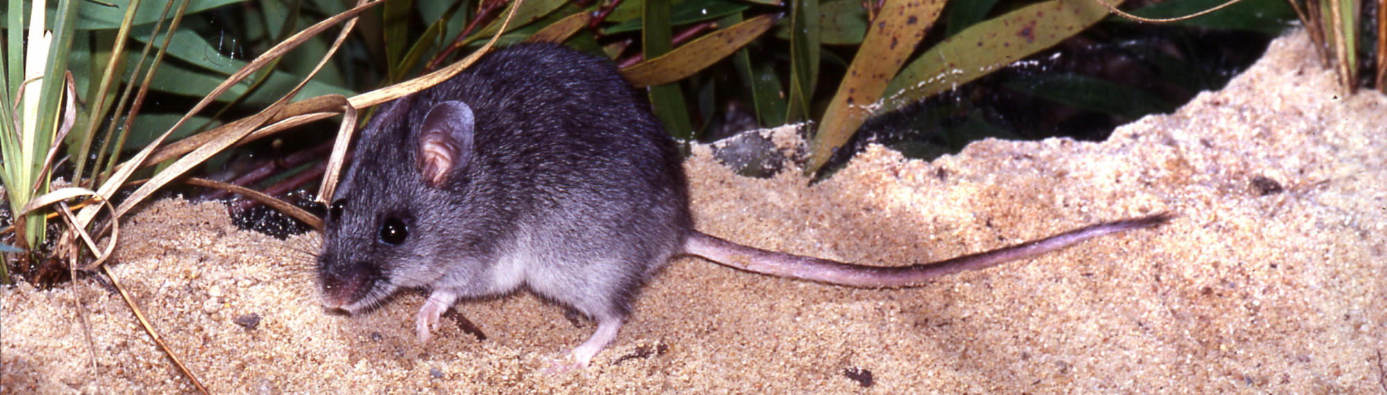 Smoky Mouse, facing left, in a sandy habitat with grass and leaves in the background.