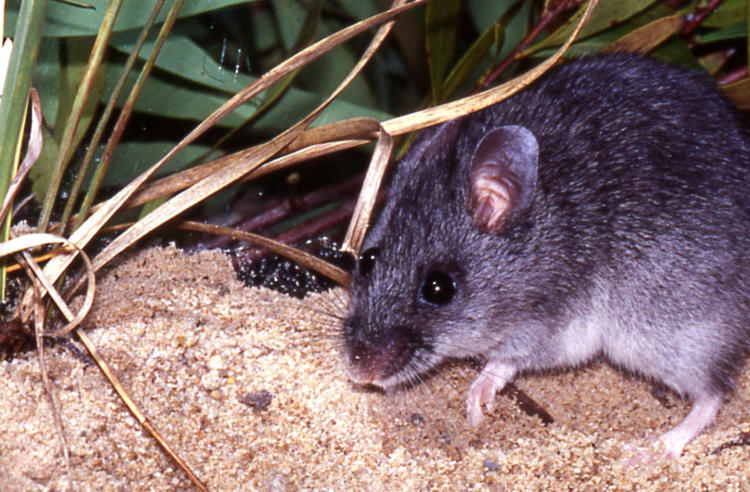Smoky Mouse, facing left, in a sandy habitat with grass and leaves in the background.