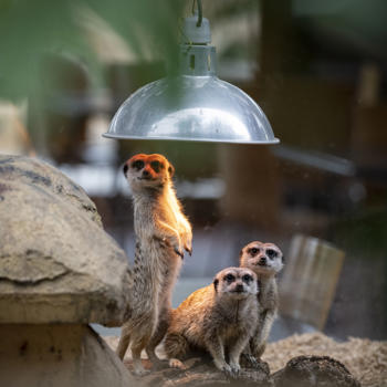 three meerkats