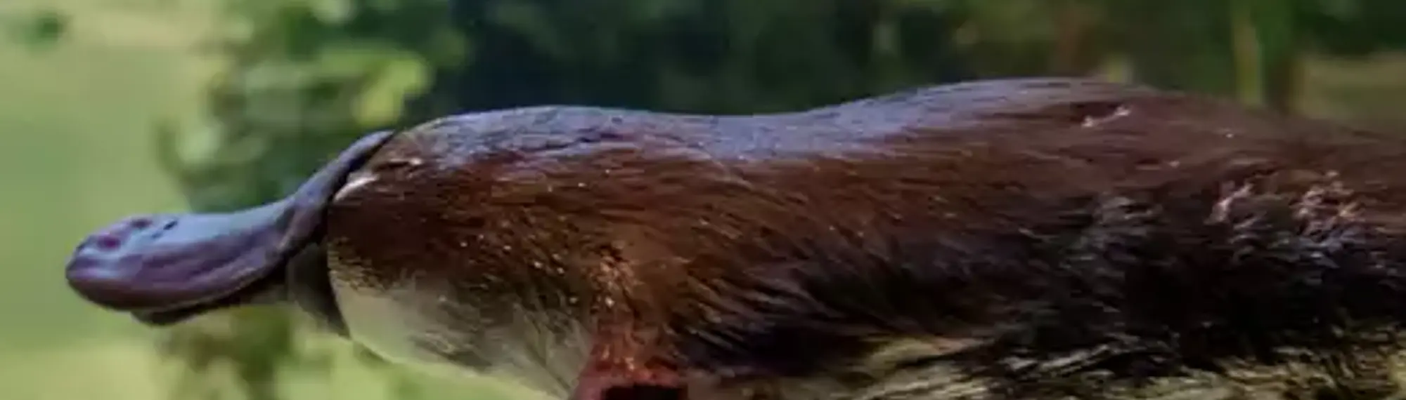 Yumi the Platypus swimming to the left of frame, seen underwater in their enclosure: brown with a paddle-shaped tail like a beaver; a sleek, furry body like an otter; and a flat bill and webbed feet like a duck.