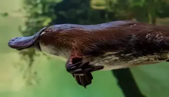 Yumi the Platypus swimming to the left of frame, seen underwater in their enclosure: brown with a paddle-shaped tail like a beaver; a sleek, furry body like an otter; and a flat bill and webbed feet like a duck.