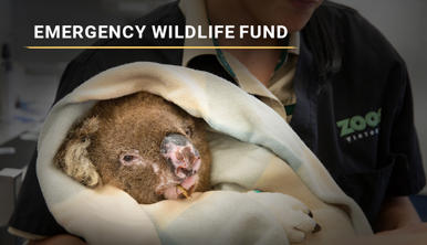 "Emergency Wildlife Fund": A singed Koala chews on leaves while bandaged and wrapped in a white blanket, held by a Keeper.