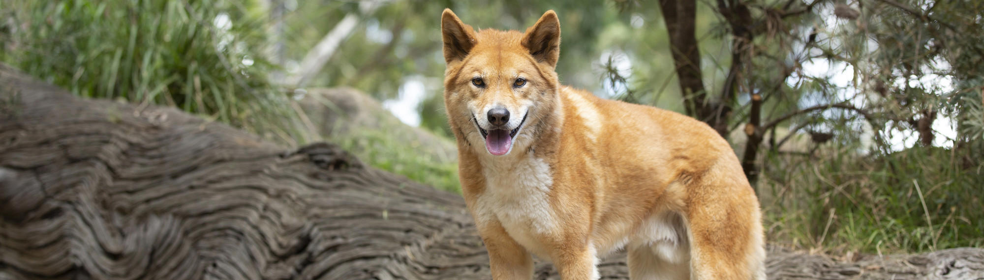 An orange Dingo looks towards the camera, with mouth open and ears up, with a tree trunk lying on the ground and shrubs behind.
