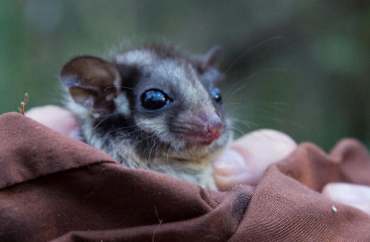 Close up view of the face of a Leadbeater's Possum wrapped in a blanket. Big eyes and fine facial details can be seen as it looks to the right of the camera.