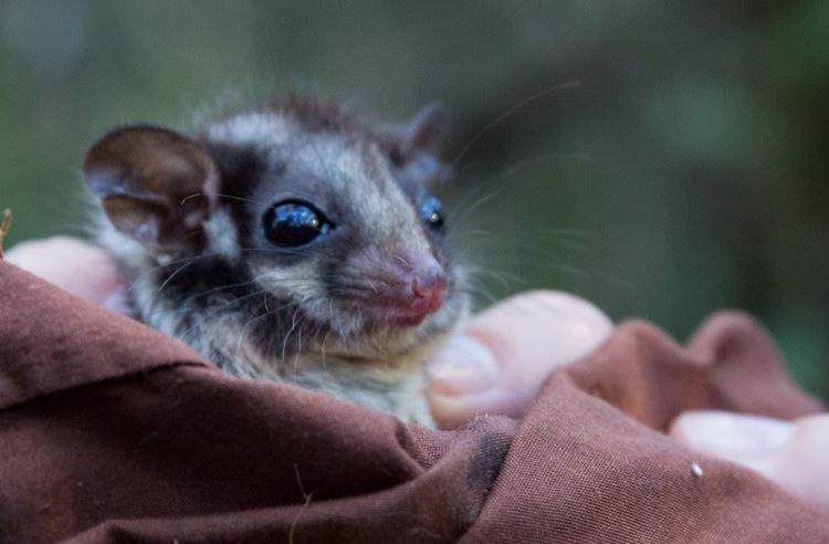 Close-up view of the face of a Leadbeater's Possum wrapped in a blanket; big eyes and fine facial details seen as they looks to the right of the camera.