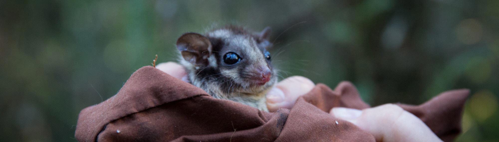 Close up view of the face of a Leadbeater's Possum wrapped in a blanket. Big eyes and fine facial details can be seen as it looks to the right of the camera.
