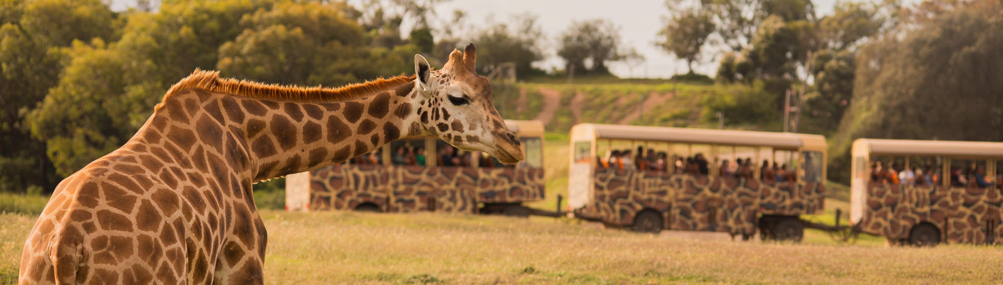 A Giraffe hunched down and looking right, as a three-segment Safari Bus passes behind.