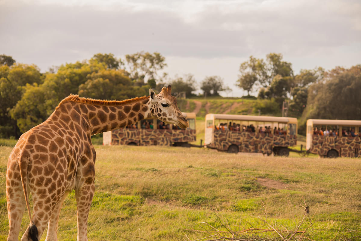 A Giraffe hunched down and looking right, as a three-segment Safari Bus passes behind.