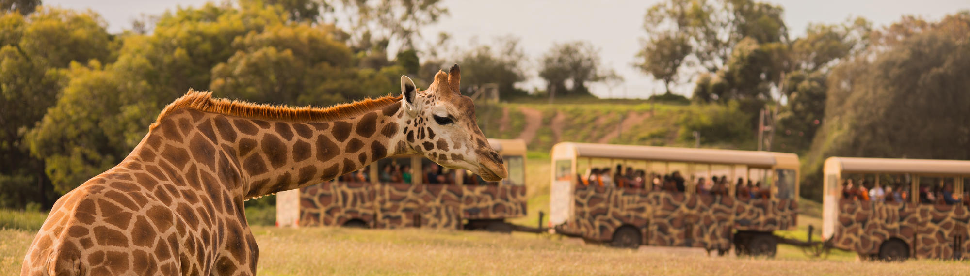 A Giraffe hunched down and looking right, as a three-segment Safari Bus passes behind to the right.