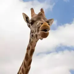 A giraffe looking down at the camera