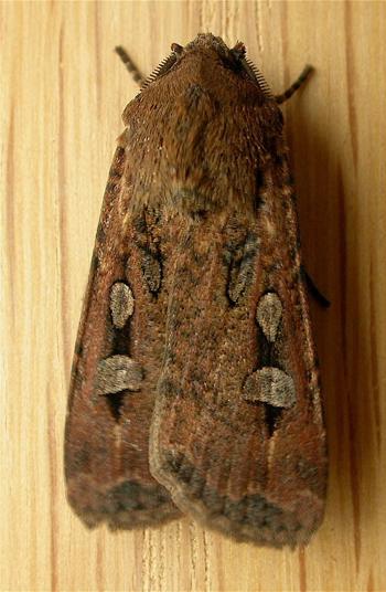 Close-up, birds-eye view of a Bogong Moth; it is brown with kidney-shaped spots on its wings which are tucked in