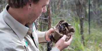 Zoos Victoria staff looking at endangered species, Leadbeater's Possum in sack.
