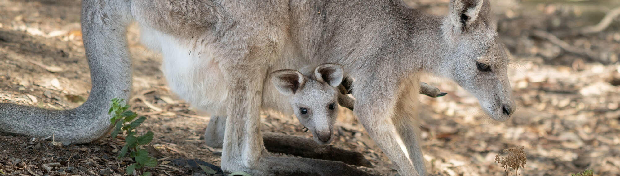 Eastern Grey Kangaroo with joey at Kyabram Fauna Park