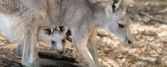 Eastern Grey Kangaroo with joey at Kyabram Fauna Park