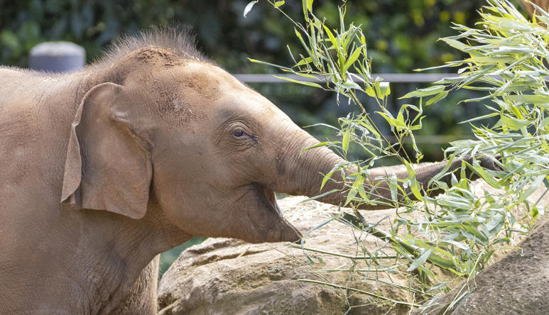 An Asian Elephant calf is using its trunk to eat green grass. 