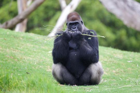 Western Lowland Gorilla chewing on a branch