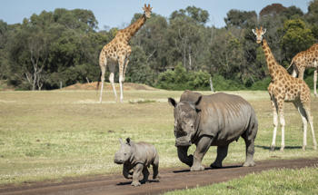 Young male Southern White Rhinoceros calf, Jabulani, first time on savannah.