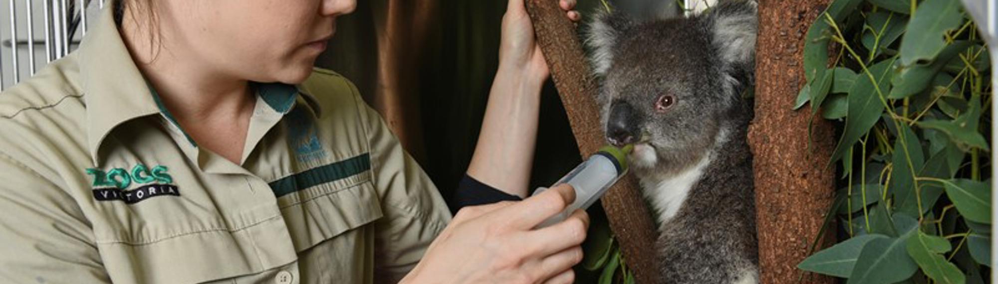 A Keeper feeds a Koala, sitting in a tree, with milk through a syringe.