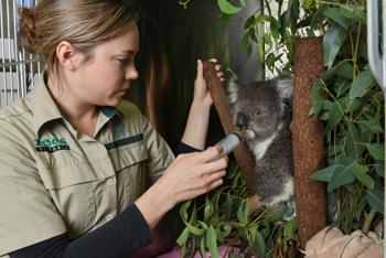 A Keeper feeds a Koala, sitting in a tree, milk through a syringe.