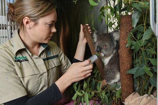 A Zoo-keeper feeds a Koala, sitting in a tree, through a syringe.