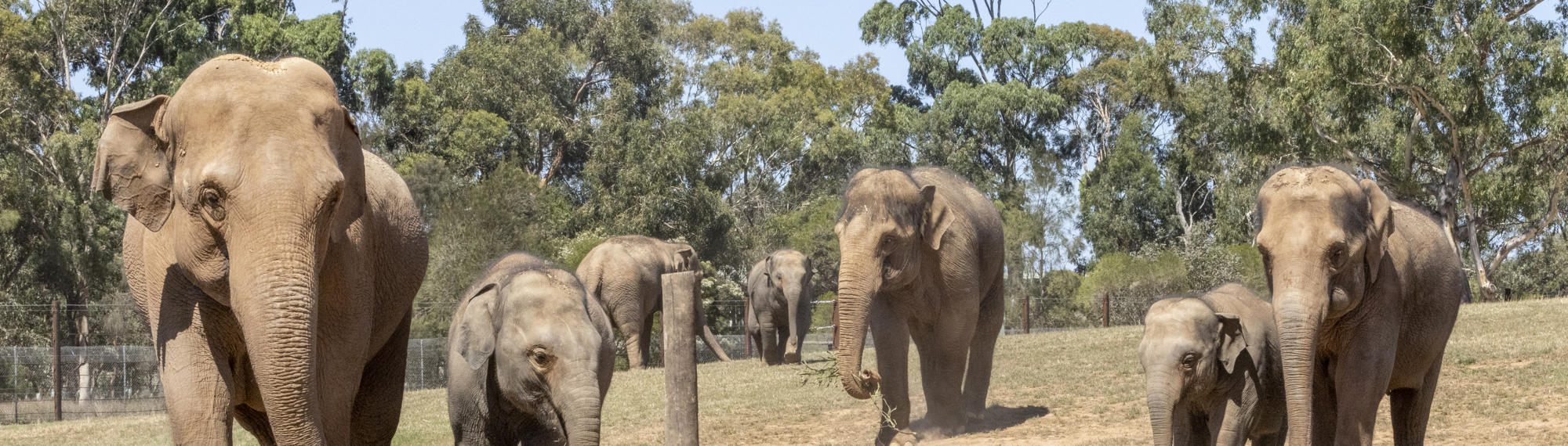 A herd of seven Asian Elephants walking across their new paddock toward the camera.